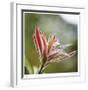 Botanical 2-Florence Delva-Framed Limited Edition