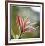 Botanical 2-Florence Delva-Framed Limited Edition