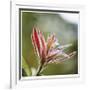 Botanical 2-Florence Delva-Framed Limited Edition