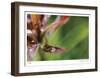 Botanical 3-Florence Delva-Framed Limited Edition