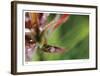 Botanical 3-Florence Delva-Framed Limited Edition