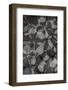 Botanical #48-null-Framed Photographic Print