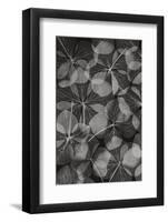 Botanical #48-null-Framed Photographic Print