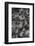 Botanical #48-null-Framed Photographic Print