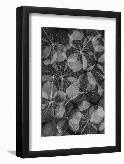 Botanical #48-null-Framed Photographic Print
