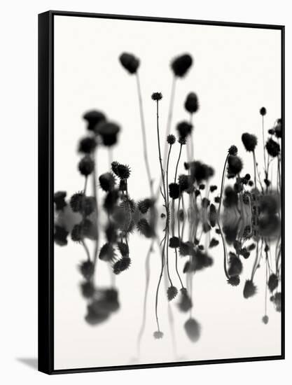 Botanical Abstract No. 4-Nicholas Bell-Framed Stretched Canvas
