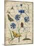 Botanical-Aster-Bluet-Damask-Jean Plout-Mounted Giclee Print