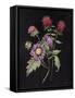 Botanical Beauty I-Julia Purinton-Framed Stretched Canvas