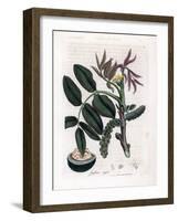 Botanical Board: Leaves, Plants and Walnut Fruit Leaves, Yellow Flower and Nut of the Common Walnut-James Sowerby-Framed Giclee Print