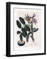 Botanical Board: Leaves, Plants and Walnut Fruit Leaves, Yellow Flower and Nut of the Common Walnut-James Sowerby-Framed Giclee Print