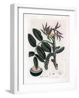 Botanical Board: Leaves, Plants and Walnut Fruit Leaves, Yellow Flower and Nut of the Common Walnut-James Sowerby-Framed Giclee Print