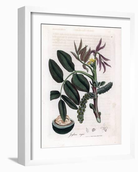 Botanical Board: Leaves, Plants and Walnut Fruit Leaves, Yellow Flower and Nut of the Common Walnut-James Sowerby-Framed Giclee Print