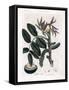 Botanical Board: Leaves, Plants and Walnut Fruit Leaves, Yellow Flower and Nut of the Common Walnut-James Sowerby-Framed Stretched Canvas