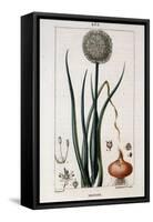 Botanical Board of the Onion - in “” Flora Médicale”” by Chaumeton Chamberet Et Poiret. Painted by-Pierre Jean Francois Turpin-Framed Stretched Canvas
