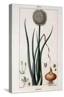 Botanical Board of the Onion - in “” Flora Médicale”” by Chaumeton Chamberet Et Poiret. Painted by-Pierre Jean Francois Turpin-Stretched Canvas