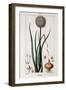 Botanical Board of the Onion - in “” Flora Médicale”” by Chaumeton Chamberet Et Poiret. Painted by-Pierre Jean Francois Turpin-Framed Giclee Print