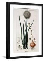 Botanical Board of the Onion - in “” Flora Médicale”” by Chaumeton Chamberet Et Poiret. Painted by-Pierre Jean Francois Turpin-Framed Giclee Print