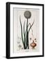 Botanical Board of the Onion - in “” Flora Médicale”” by Chaumeton Chamberet Et Poiret. Painted by-Pierre Jean Francois Turpin-Framed Giclee Print