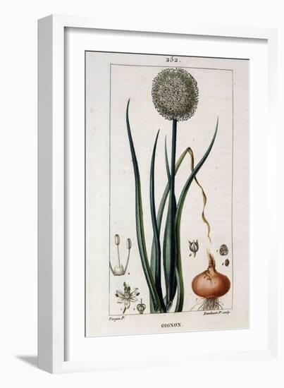 Botanical Board of the Onion - in “” Flora Médicale”” by Chaumeton Chamberet Et Poiret. Painted by-Pierre Jean Francois Turpin-Framed Giclee Print