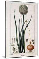 Botanical Board of the Onion - in “” Flora Médicale”” by Chaumeton Chamberet Et Poiret. Painted by-Pierre Jean Francois Turpin-Mounted Giclee Print