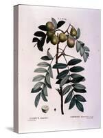 Botanical: Branch of Cormier (Sorbus Domestica) Plate Drawn from “” Nouveau Duhamel Du Monceau or T-Pierre Joseph (after) Redoute-Stretched Canvas