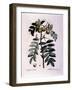 Botanical: Branch of Cormier (Sorbus Domestica) Plate Drawn from “” Nouveau Duhamel Du Monceau or T-Pierre Joseph (after) Redoute-Framed Giclee Print