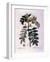 Botanical: Branch of Cormier (Sorbus Domestica) Plate Drawn from “” Nouveau Duhamel Du Monceau or T-Pierre Joseph (after) Redoute-Framed Giclee Print