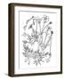 Botanical Buttercup BW for Coloring-Cyndi Lou-Framed Giclee Print