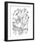 Botanical Buttercup BW for Coloring-Cyndi Lou-Framed Giclee Print