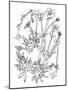Botanical Buttercup BW for Coloring-Cyndi Lou-Mounted Giclee Print