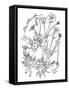 Botanical Buttercup BW for Coloring-Cyndi Lou-Framed Stretched Canvas