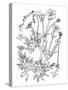 Botanical Buttercup BW for Coloring-Cyndi Lou-Stretched Canvas