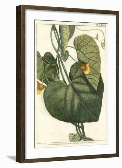 Botanical by Buchoz I-null-Framed Art Print