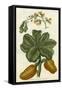 Botanical by Buchoz III-null-Framed Stretched Canvas