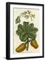 Botanical by Buchoz III-null-Framed Art Print