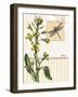 Botanical Collage II-Paul Brent-Framed Art Print