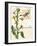 Botanical Collage II-Paul Brent-Framed Art Print
