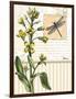 Botanical Collage II-Paul Brent-Framed Art Print