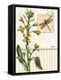 Botanical Collage II-Paul Brent-Framed Stretched Canvas