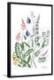 Botanical Collection - Wild Flowers-Trends International-Framed Poster