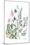 Botanical Collection - Wild Flowers-Trends International-Mounted Poster