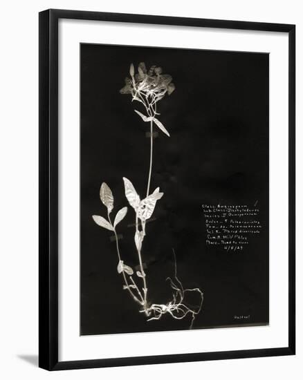 Botanical Collector II-Chris Dunker-Framed Giclee Print