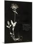 Botanical Collector II-Chris Dunker-Mounted Giclee Print