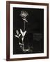 Botanical Collector II-Chris Dunker-Framed Giclee Print