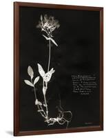 Botanical Collector II-Chris Dunker-Framed Giclee Print