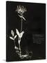 Botanical Collector II-Chris Dunker-Stretched Canvas
