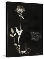 Botanical Collector II-Chris Dunker-Stretched Canvas