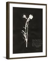 Botanical Collector IV-Chris Dunker-Framed Giclee Print