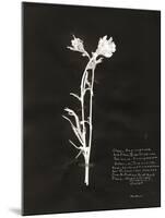 Botanical Collector IV-Chris Dunker-Mounted Giclee Print