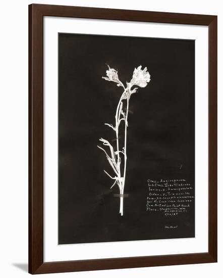 Botanical Collector IV-Chris Dunker-Framed Giclee Print